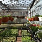 Rośliny balkonowe i tarasowe
